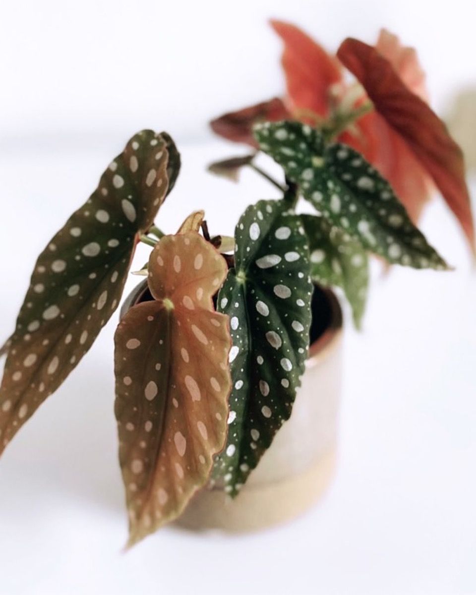 Baby Begonia Polka Dot Maculata