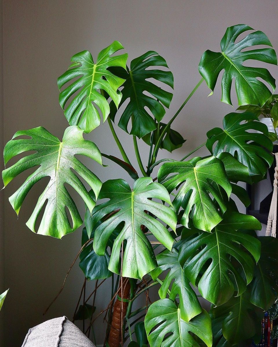 Monstera Deliciosa Fensterblatt Fensterblatt