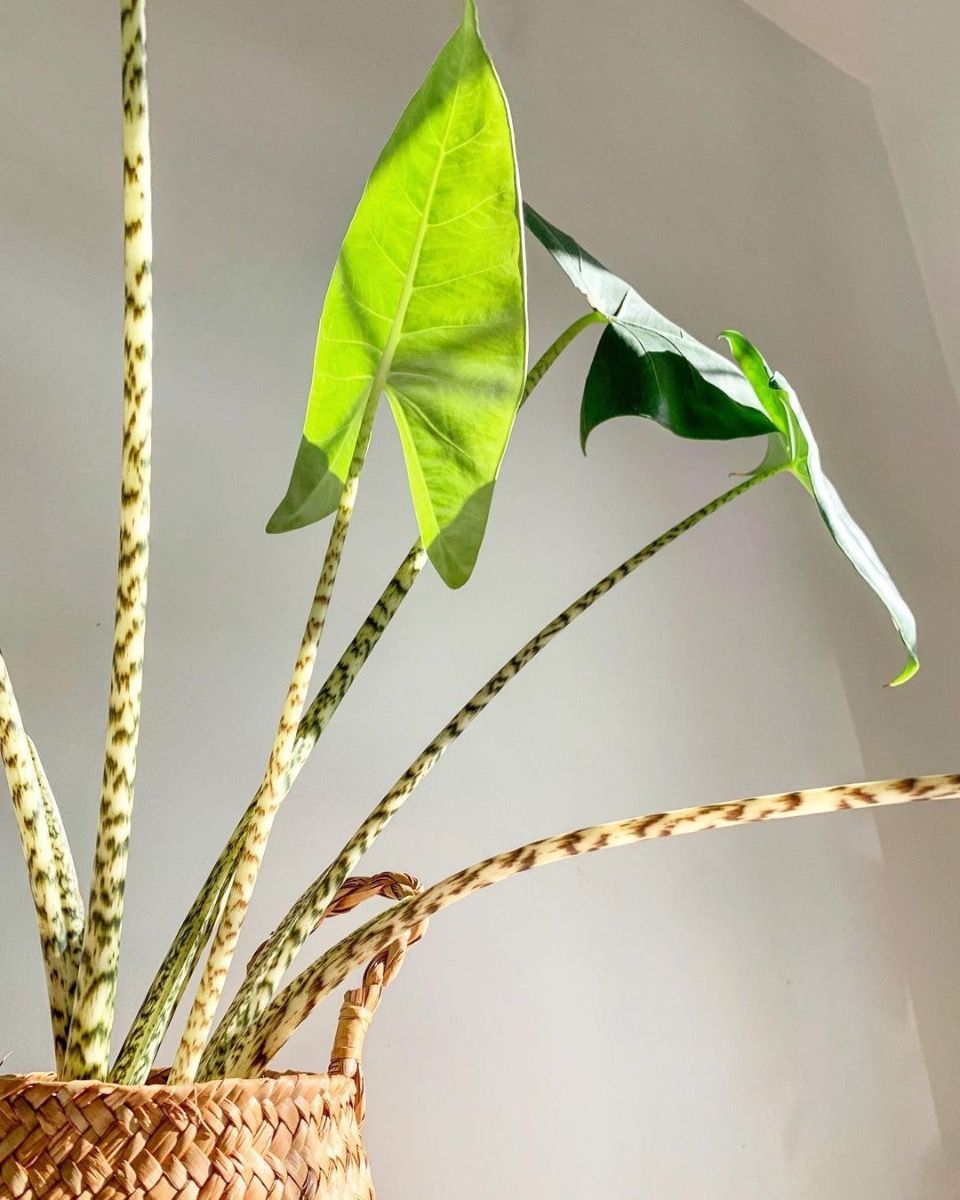 Baby Alocasia Elefantenohr Zebrina