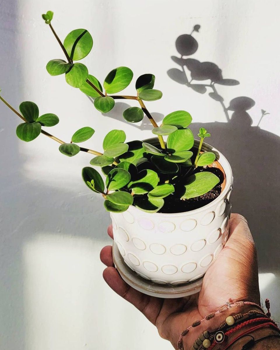 Baby Peperomia Zwergpfeffer Hope