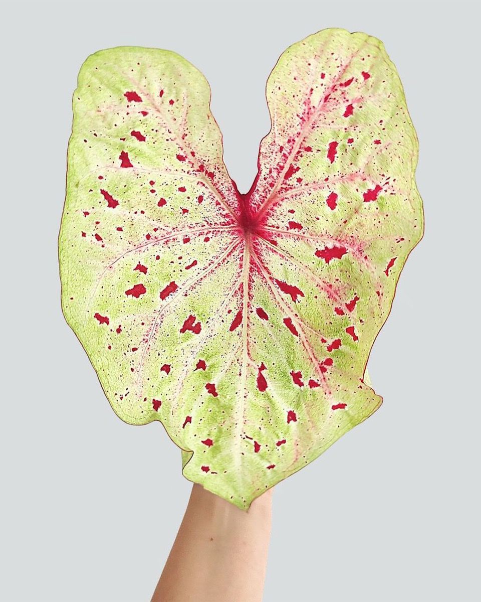 Baby Caladium Kaladie Caladium Tuber - Miss Muffet
