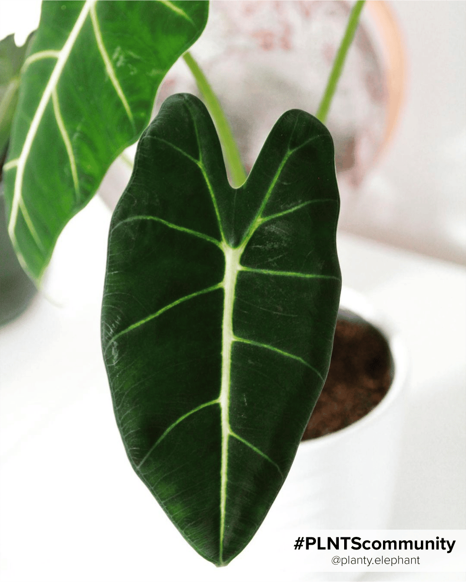 Alocasia Elefantenohr Frydek