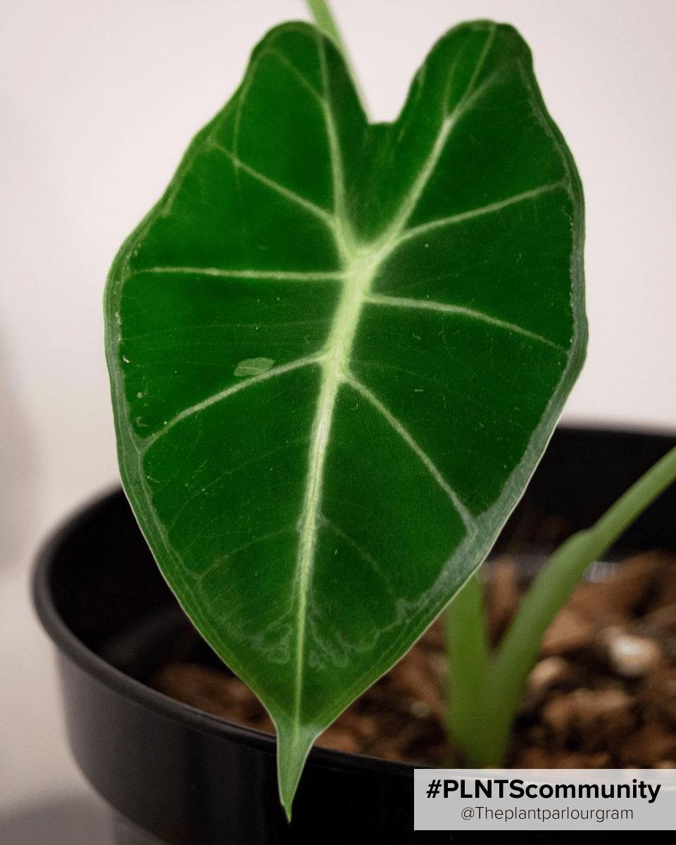Alocasia Elefantenohr Frydek
