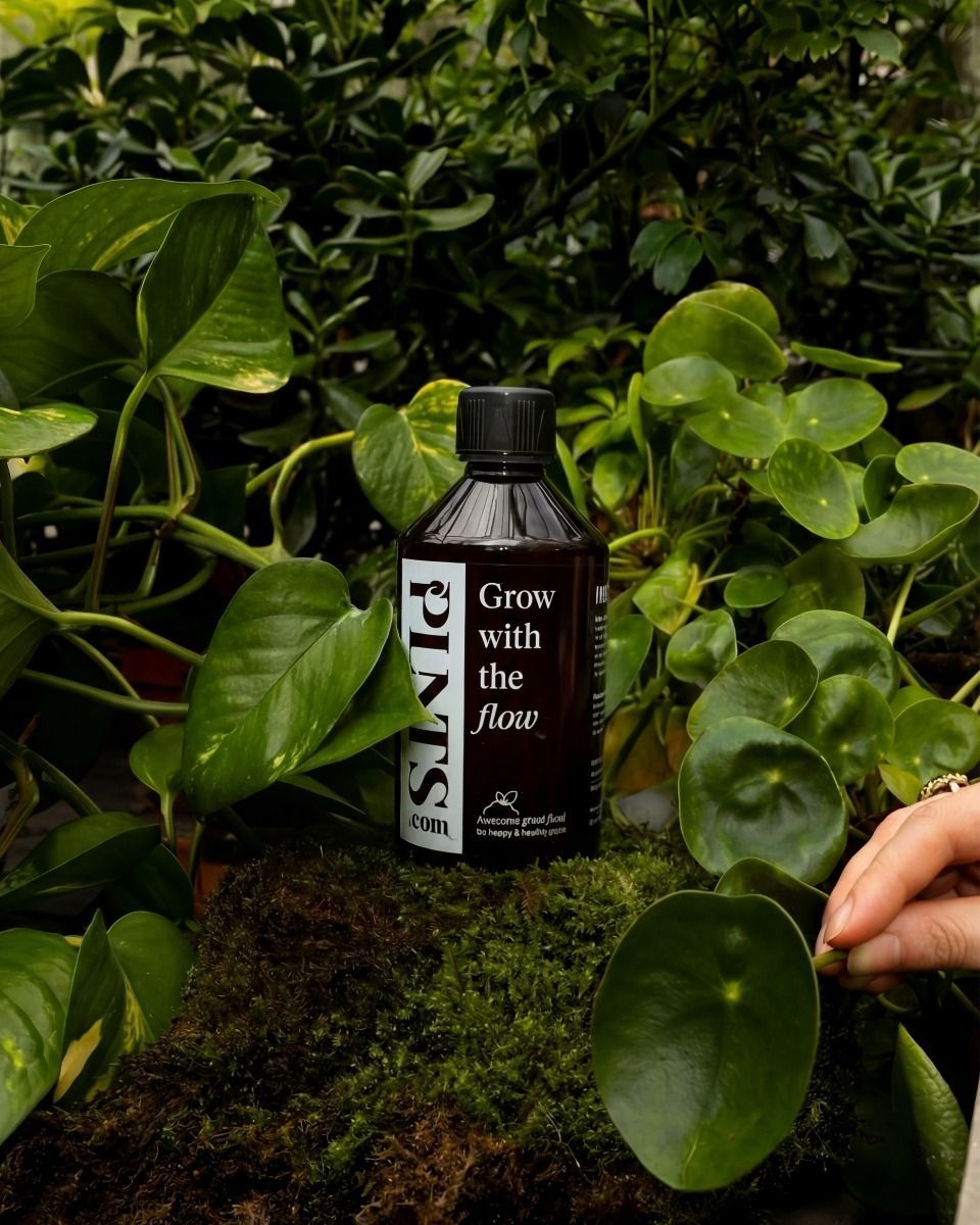PLNTS Pflanzennahrung 250 ml