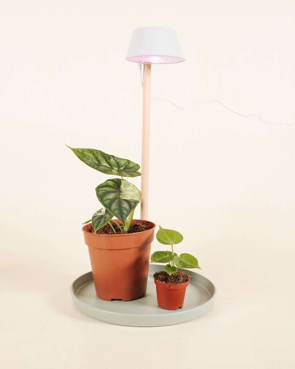 Elho Collin Licht Gletschergrau Ø 44 cm