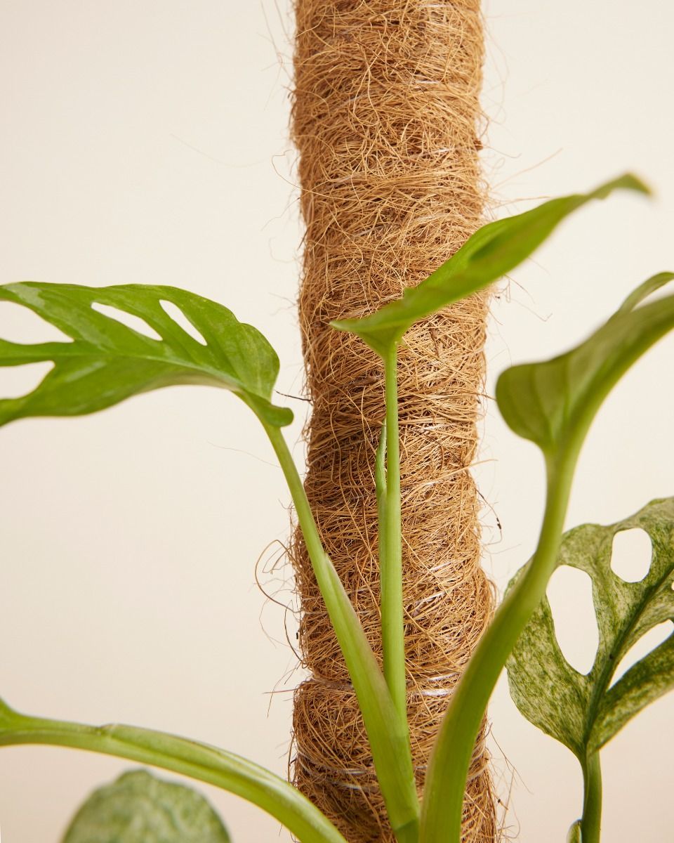Peter Moosstock 30 cm