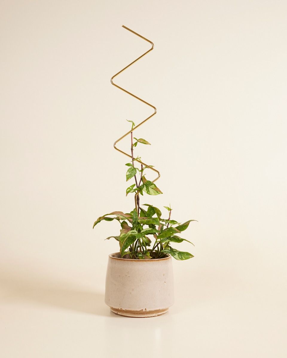 ZigZag Plantstake 70 cm