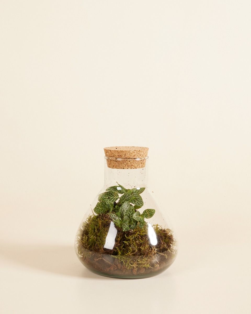 Emily Terrarium Mini Ø 12 cm