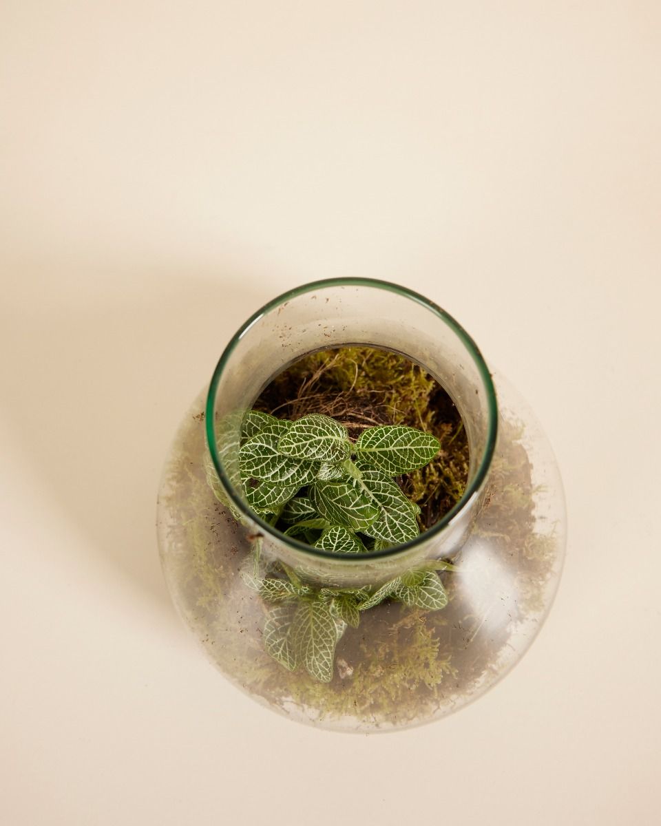 Emily Terrarium Starter Kit