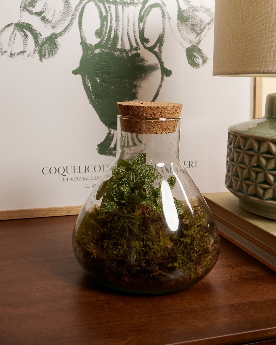 Emily Terrarium Starter Kit