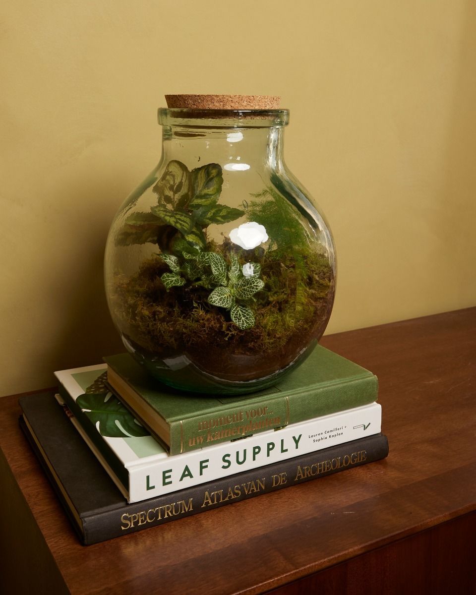 Olly Terrarium Mittel Ø 21 cm