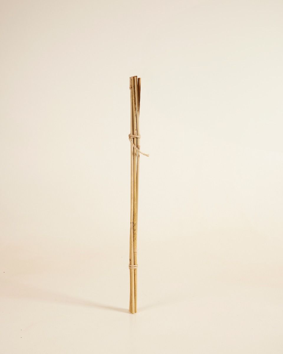 Bambusstab 50 cm 5 Stück