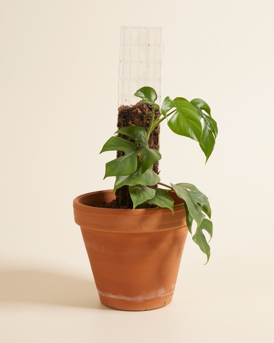 Casper Kletterstange 50 cm