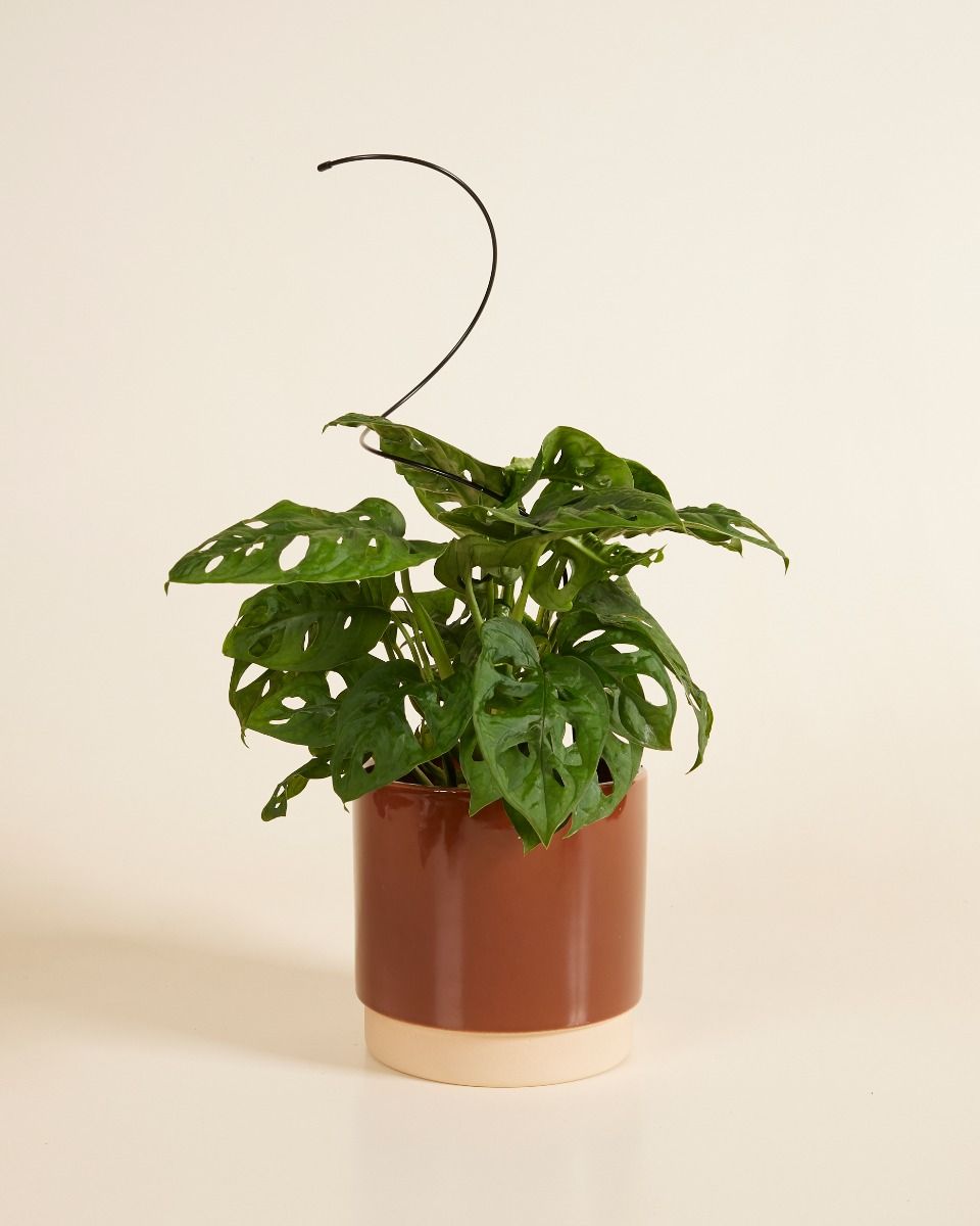 Spiral Pflanzendrahtgestell Schwarz 47 cm