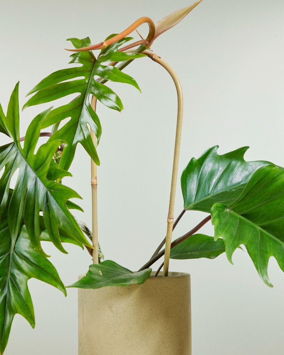 Bow Pflanzendrahtgestell Natur 40 cm