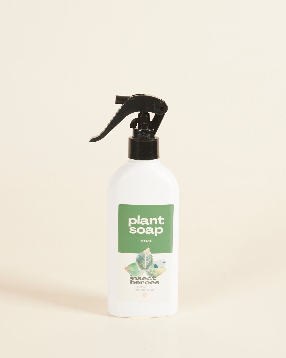 Plant soap Vorbereitung der biologischen Bekämpfung