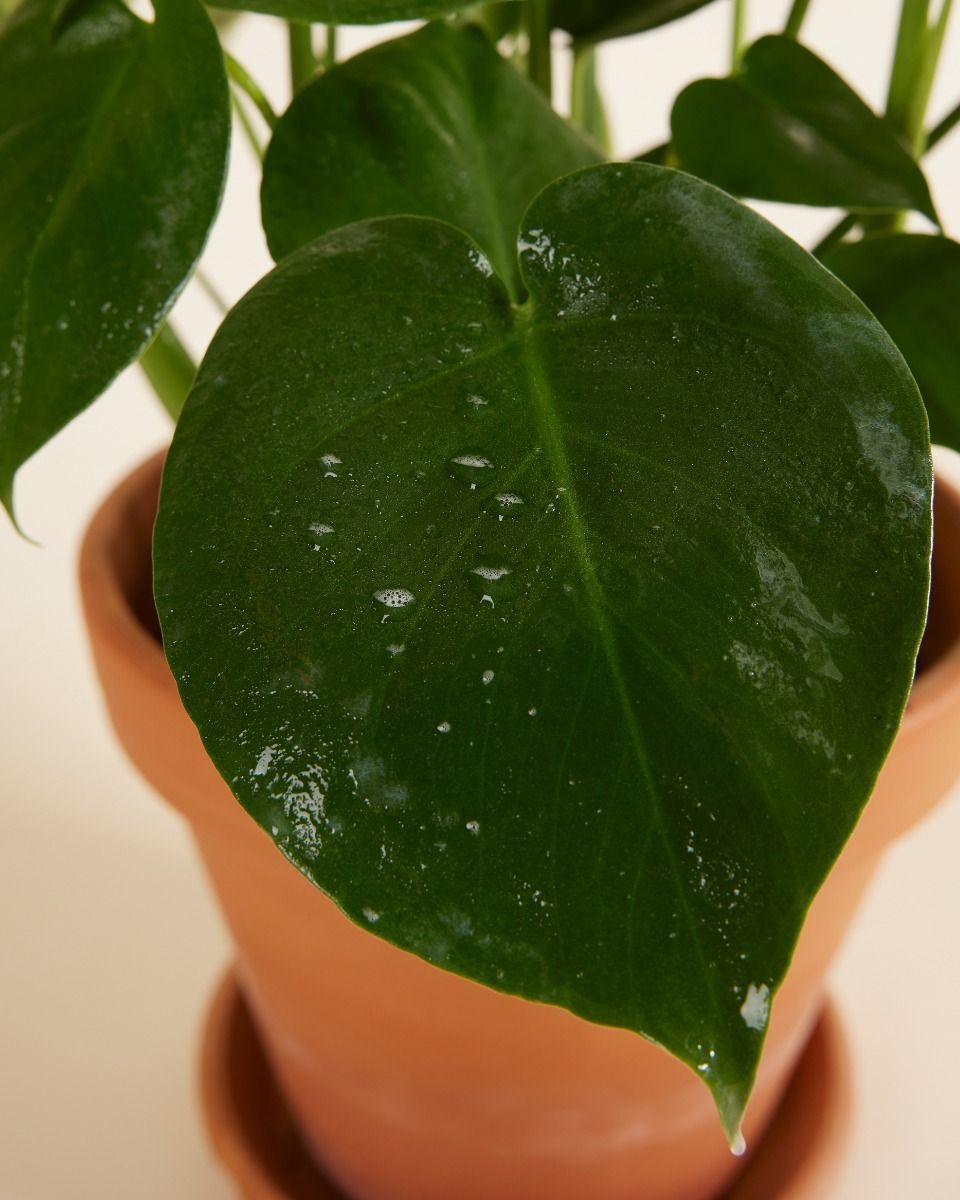 Plant soap Vorbereitung der biologischen Bekämpfung