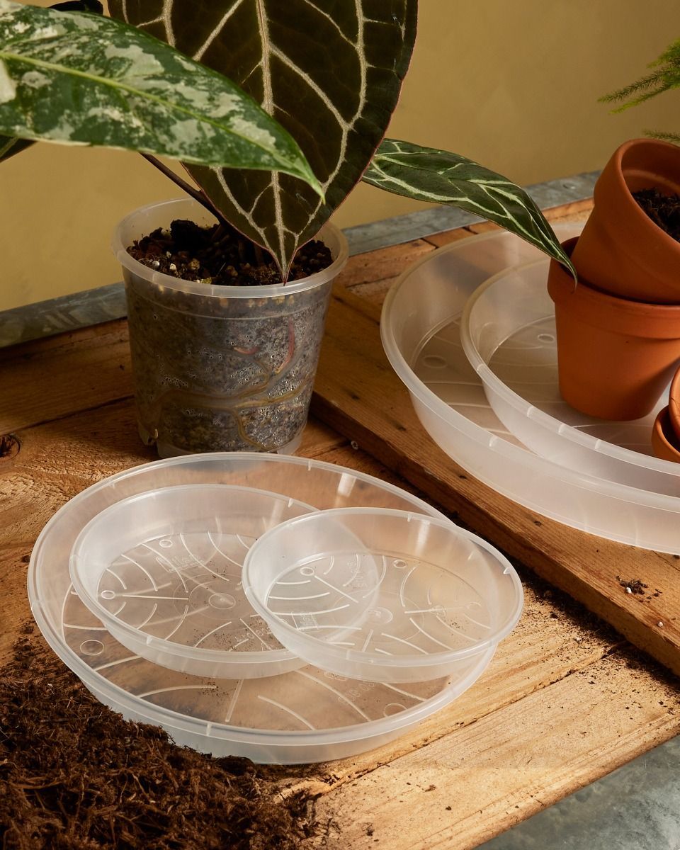 Pflanzschale Transparent Ø 12 cm