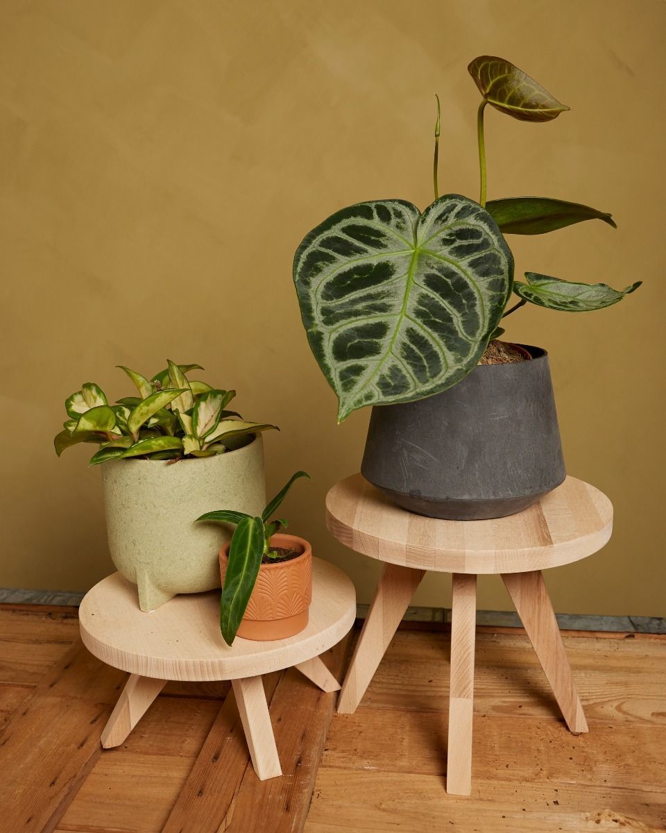 Ronnie Plant Table Wood Height 12 cm
