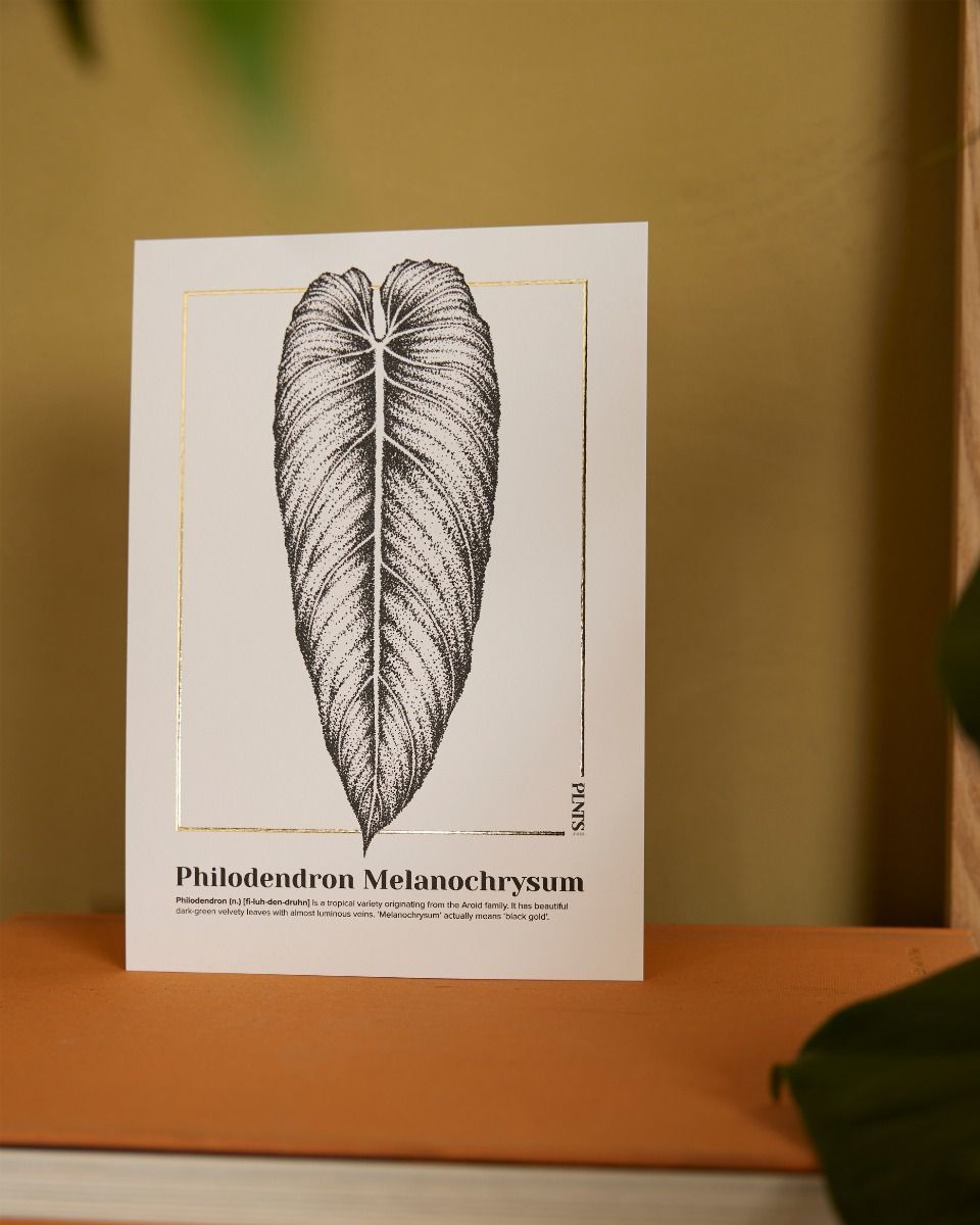 Philodendron Melanochrysum Poster 350g premium A5 paper