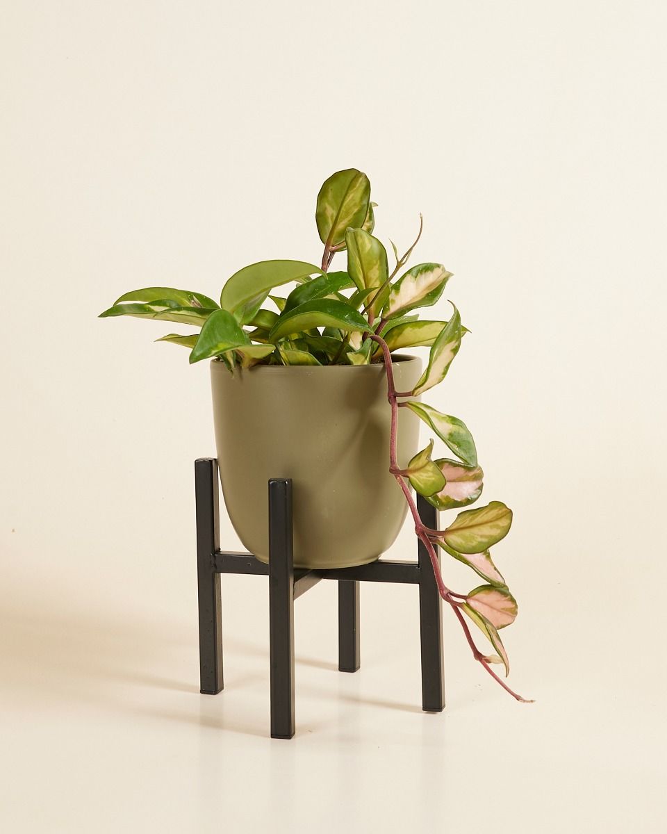 Paula Topfgestell  Schwarz 16 cm