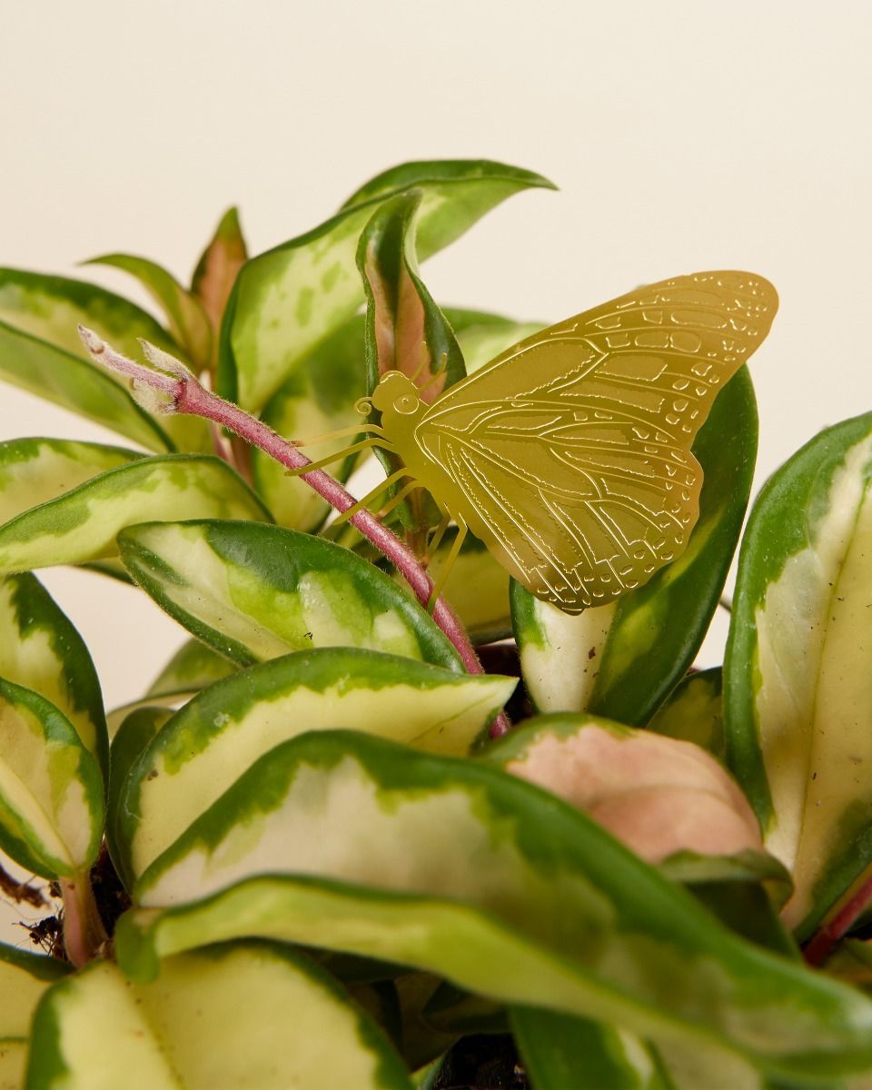 Carol Raupe Plant buddy