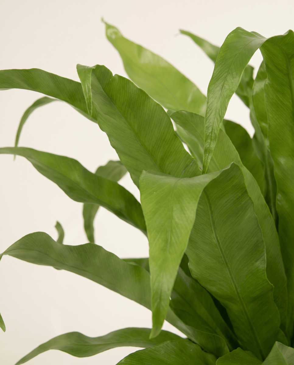 Asplenium Nestfarn Antiquum