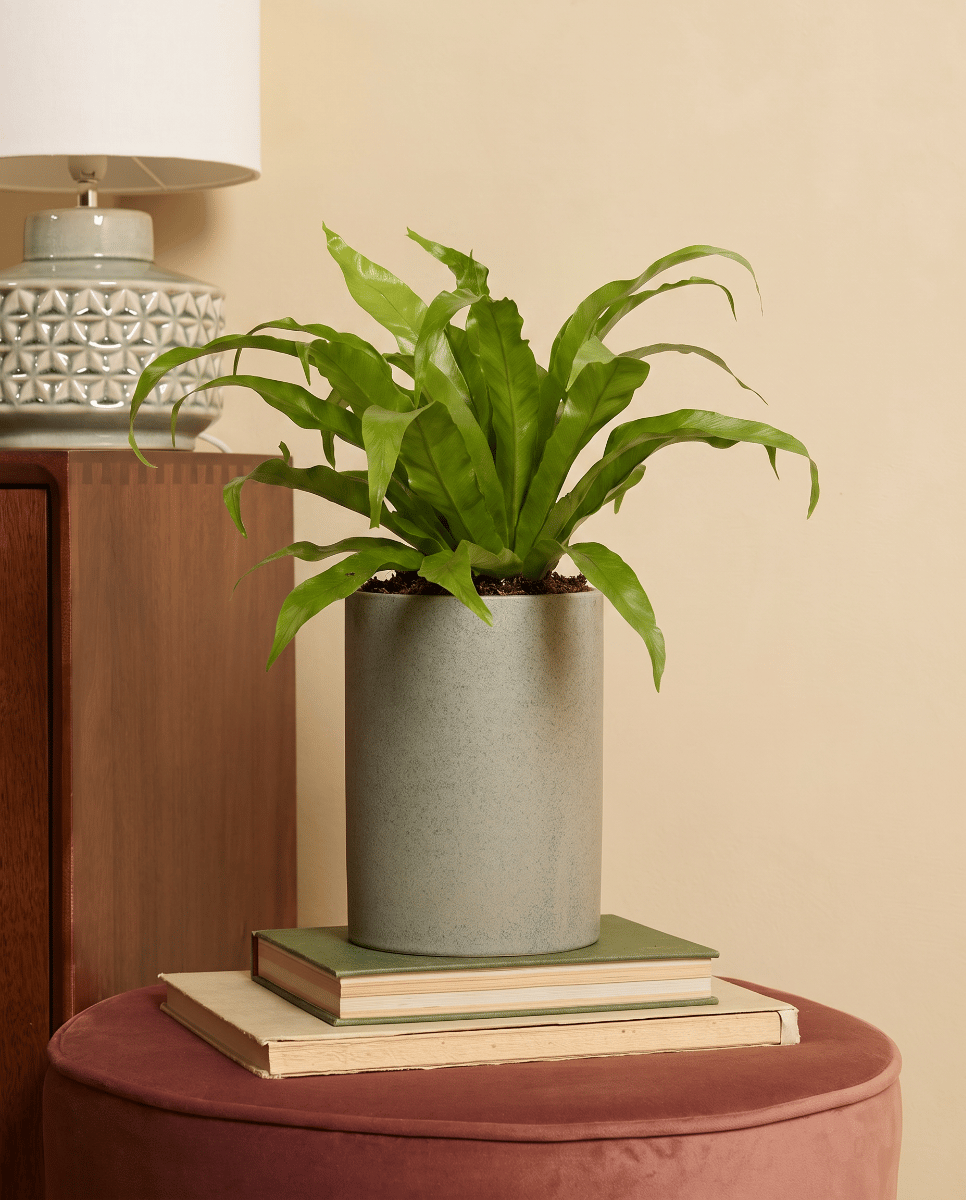 Asplenium Nestfarn Antiquum