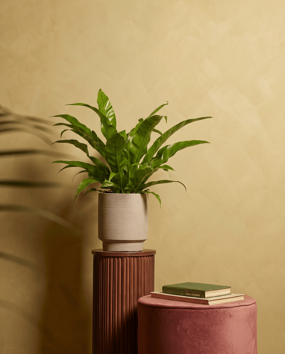 Asplenium Nestfarn Antiquum