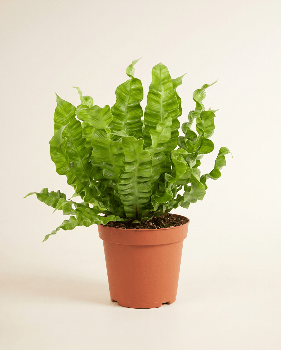 Asplenium Nestfarn Nidus Crispy Wave
