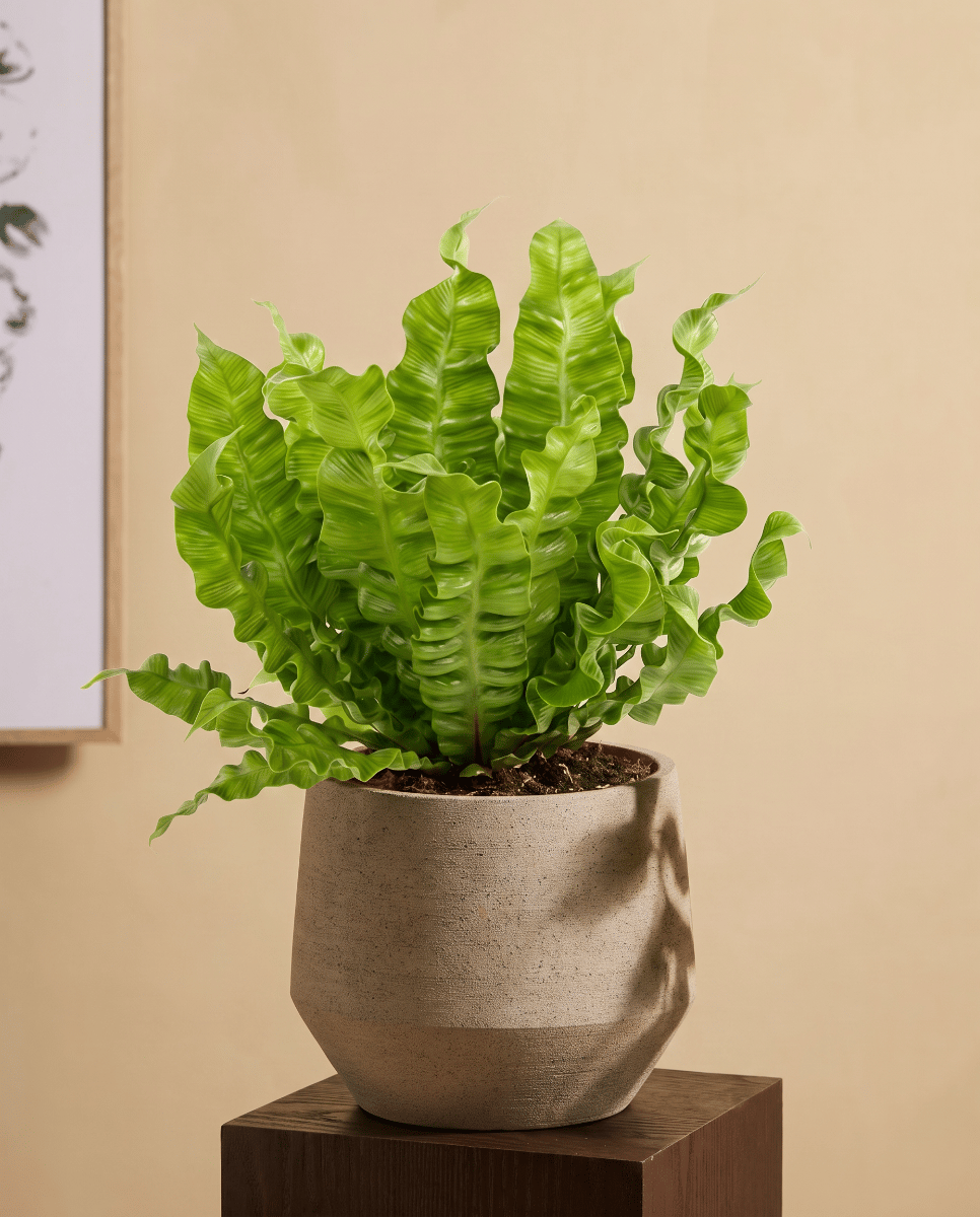 Asplenium Nestfarn Nidus Crispy Wave
