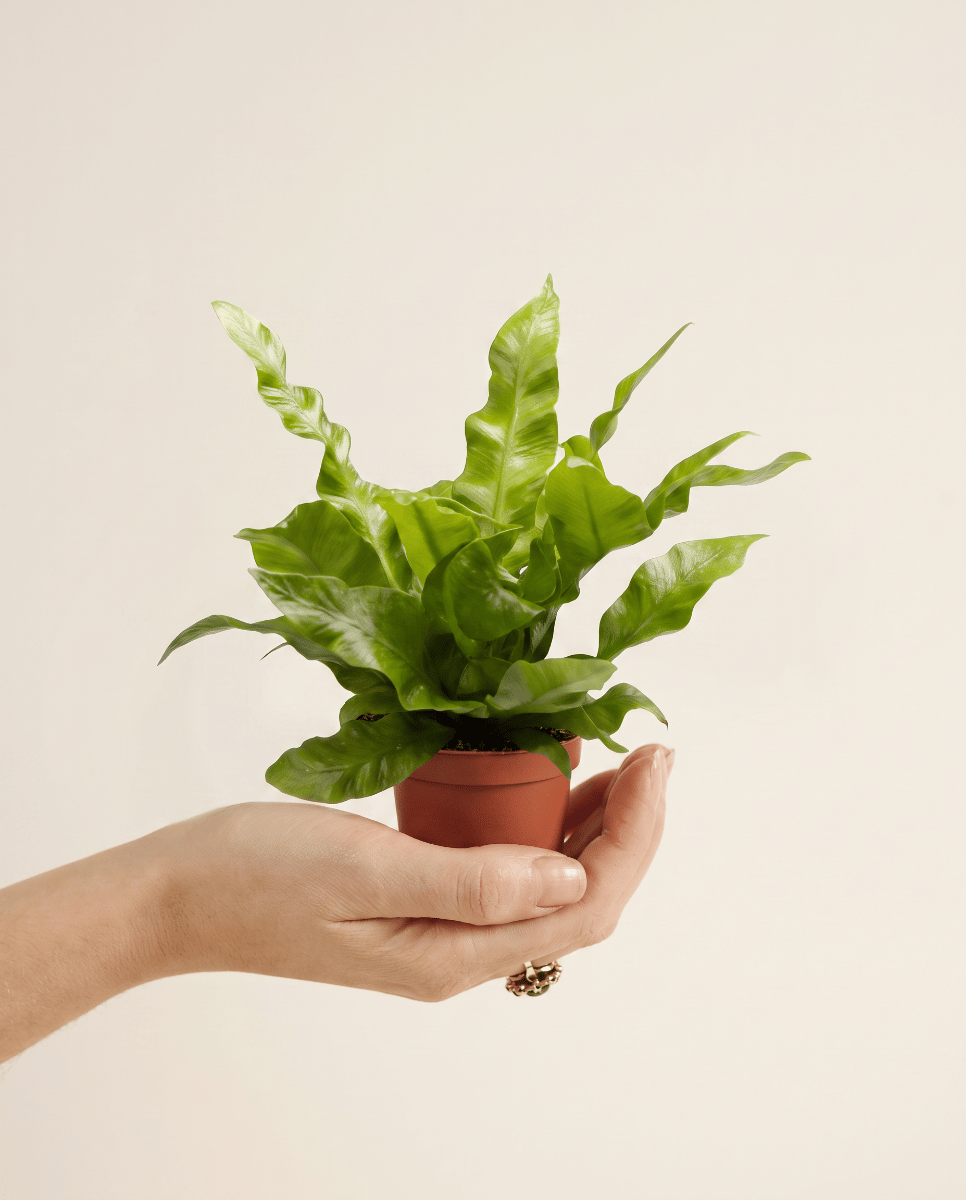Baby Asplenium Nestfarn Nidus Crispy Wave