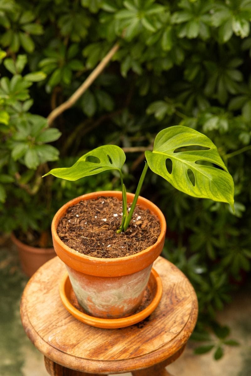 Odd Spot Plants x PLNTS Monstera Aussie Dream