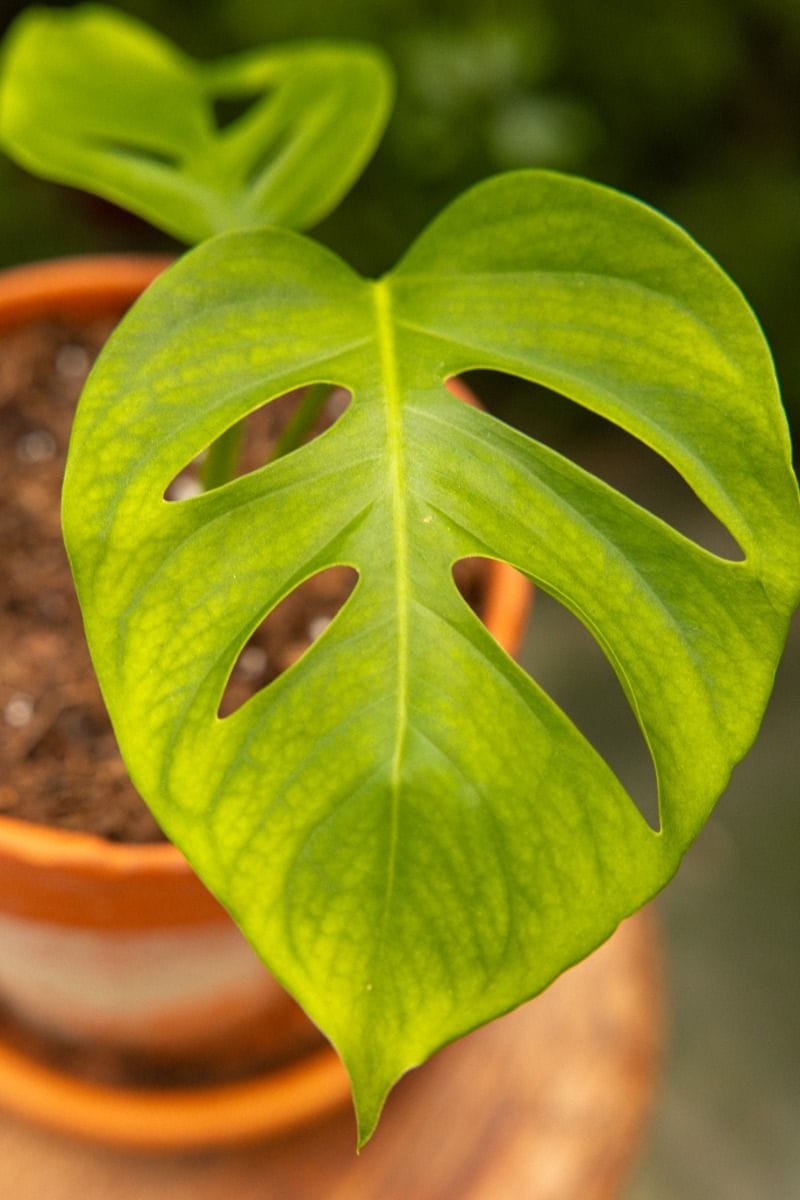 Odd Spot Plants x PLNTS Monstera Aussie Dream