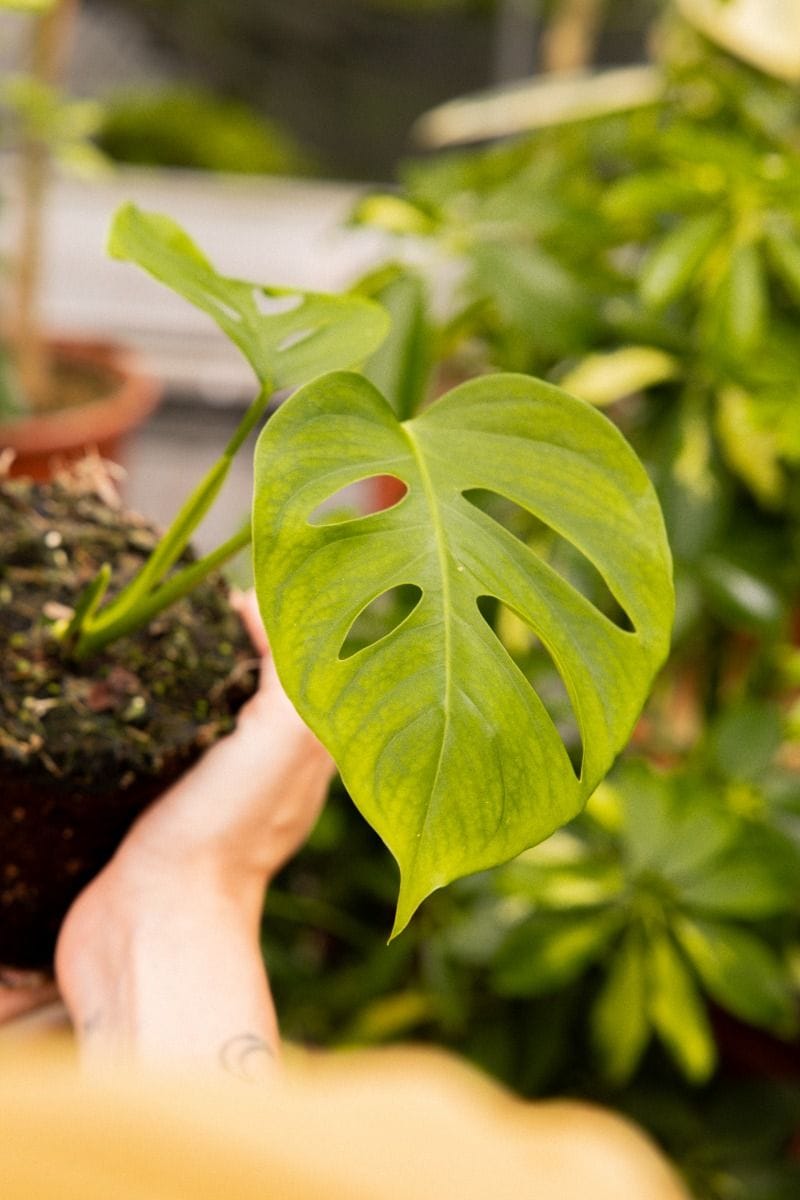 Odd Spot Plants x PLNTS Monstera Aussie Dream