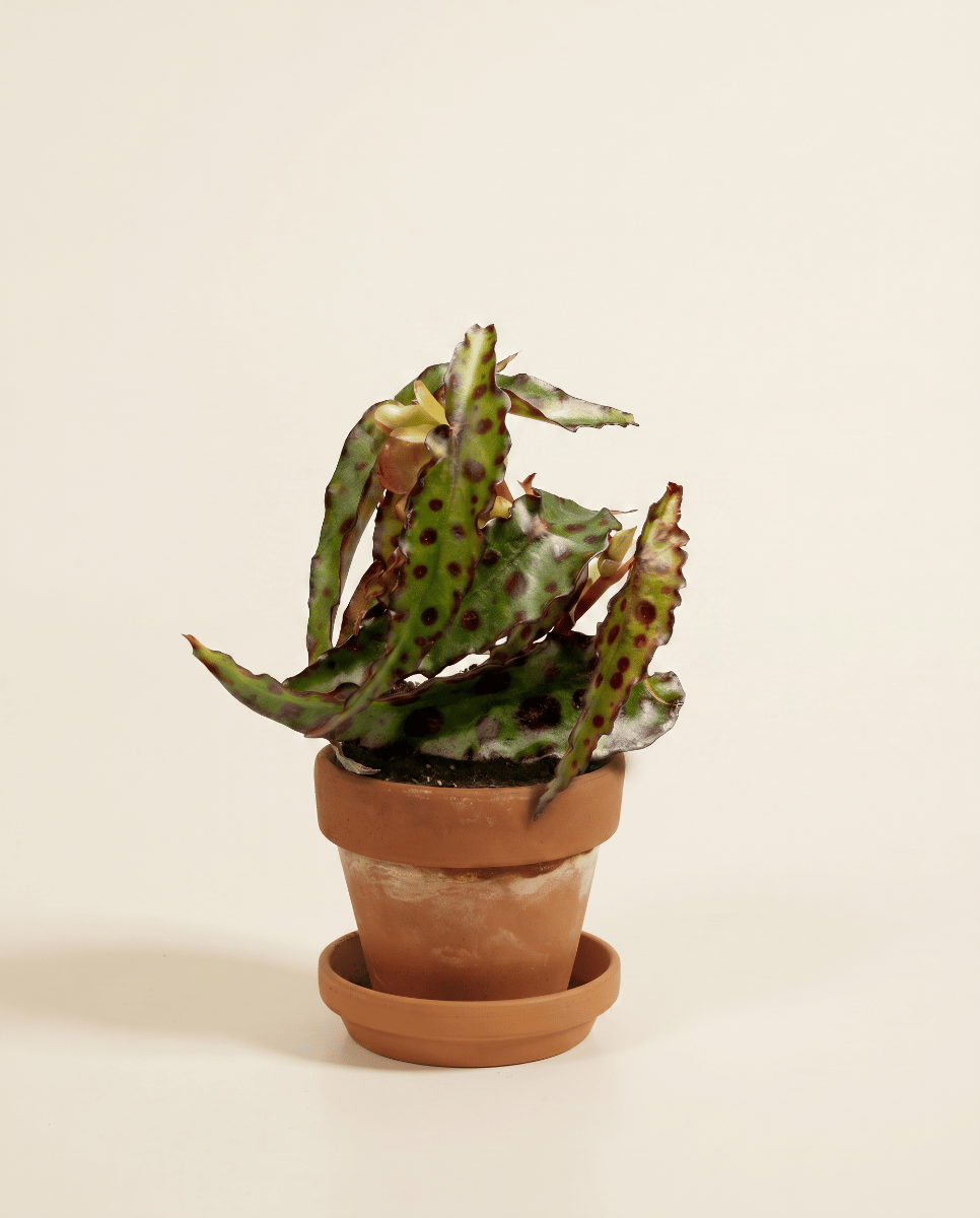 Baby Begonia Schiefblatt Amphioxus