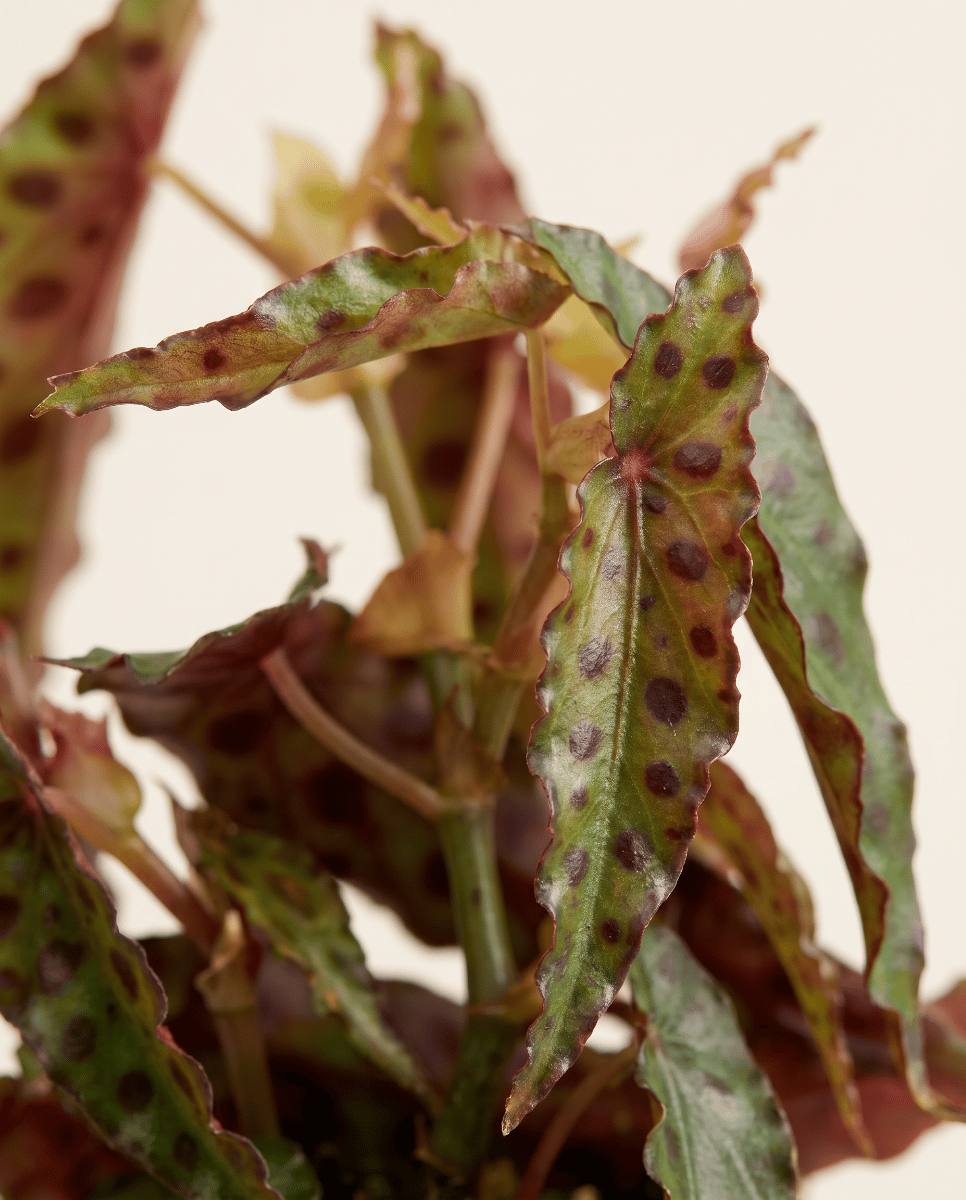 Baby Begonia Schiefblatt Amphioxus