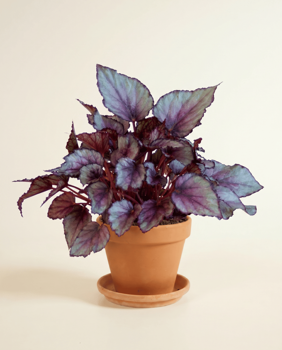 Begonia Schiefblatt Maori Haze