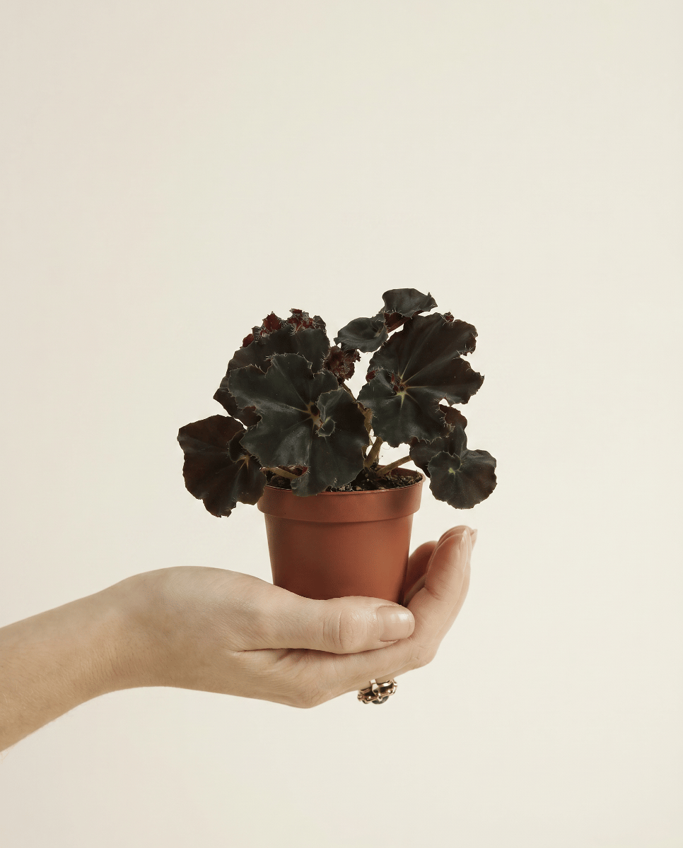 Baby Begonia Schiefblatt Rex Dark Mambo