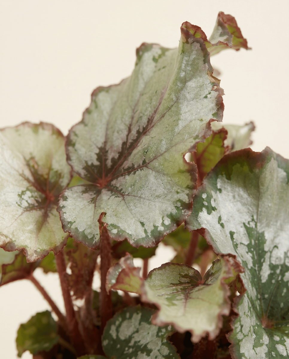 Baby Begonia Schiefblatt Rex Escargot