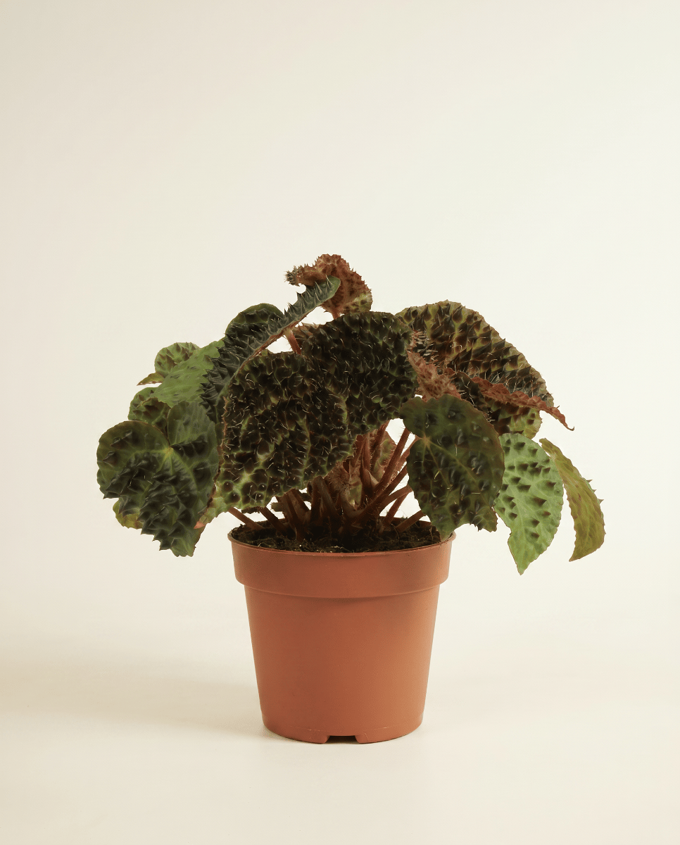 Begonia Schiefblatt Rex Ferox