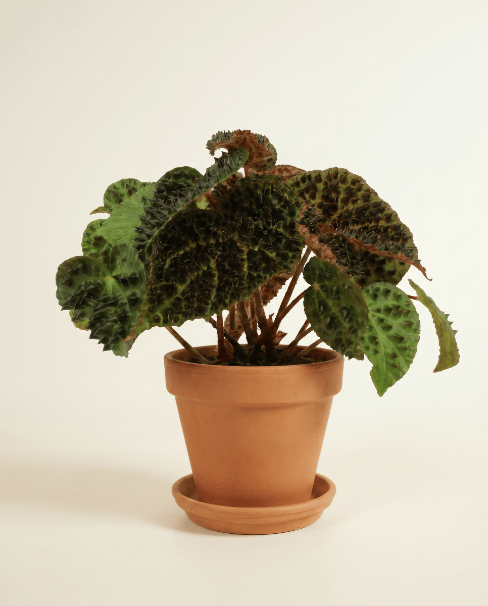 Begonia Schiefblatt Rex Ferox