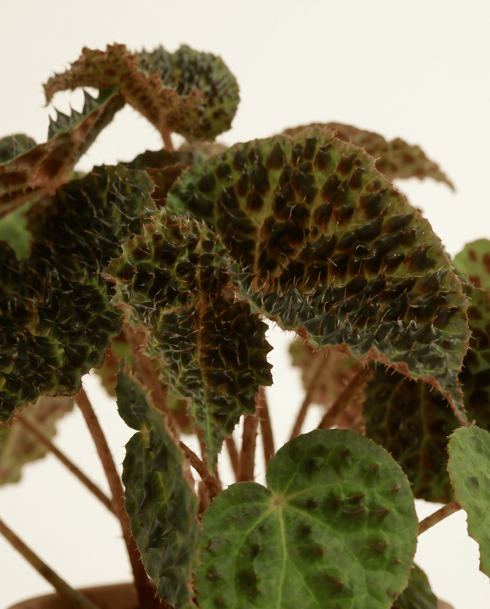 Begonia Schiefblatt Rex Ferox