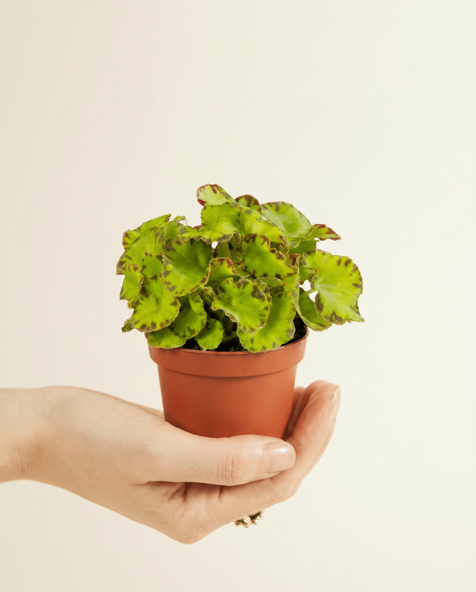 Baby Begonia Schiefblatt Rex Red Jive