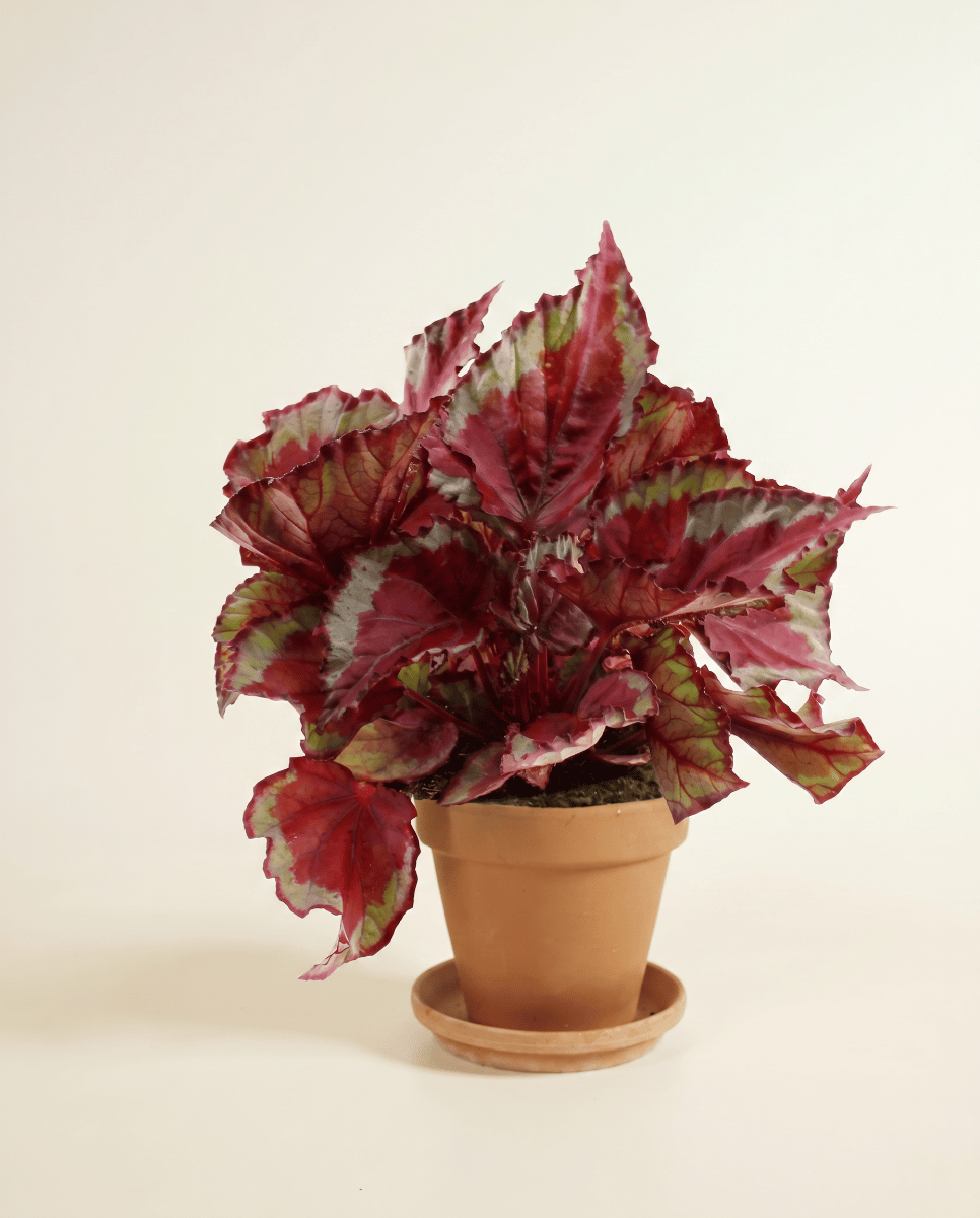 Begonia Schiefblatt Rex Spitfire
