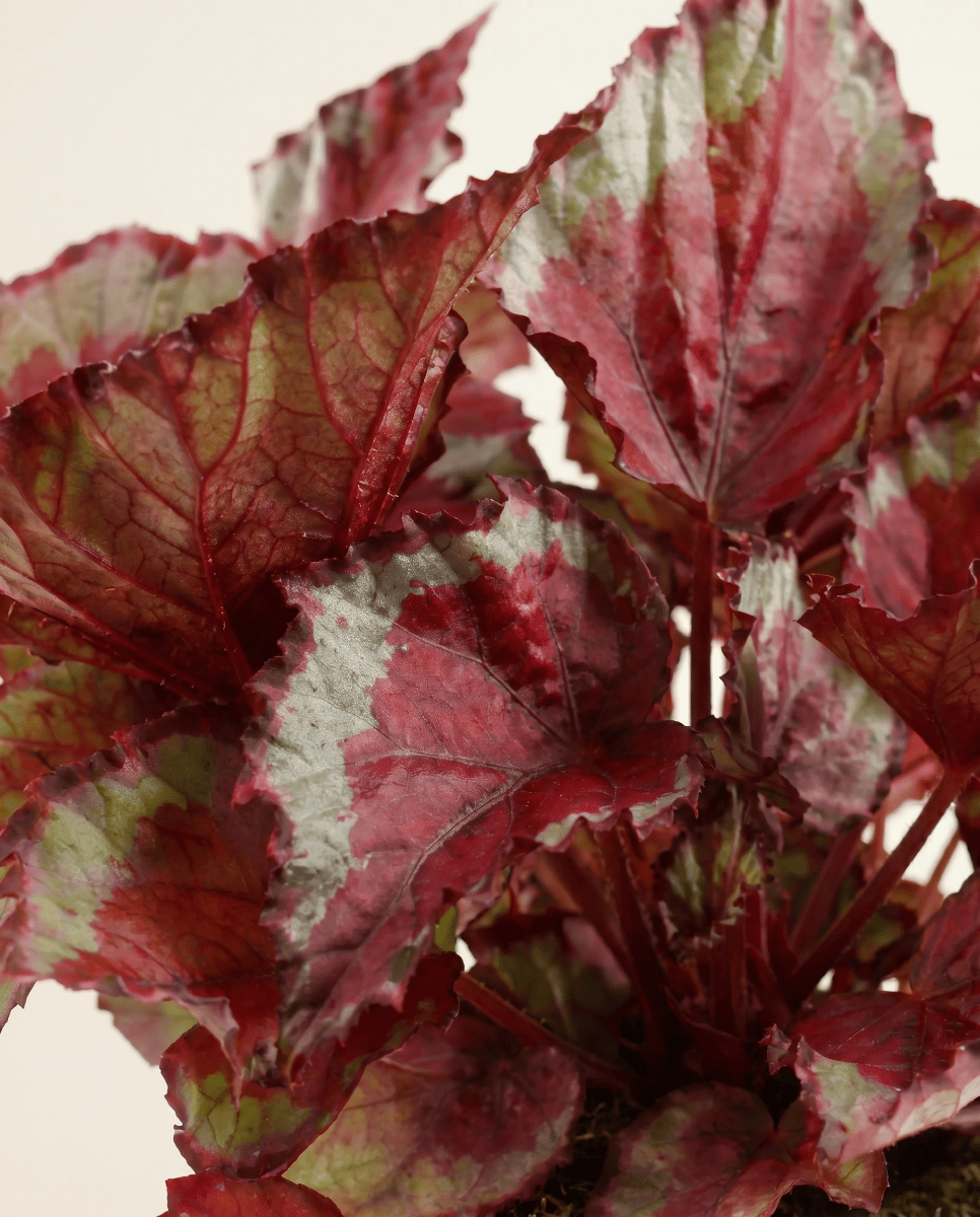 Begonia Schiefblatt Rex Spitfire