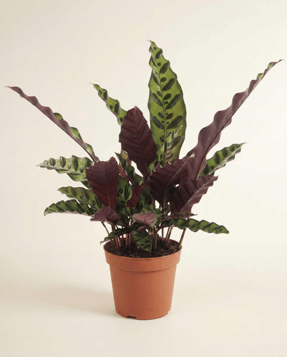 Calathea Korbmarante Lancifolia Insignis