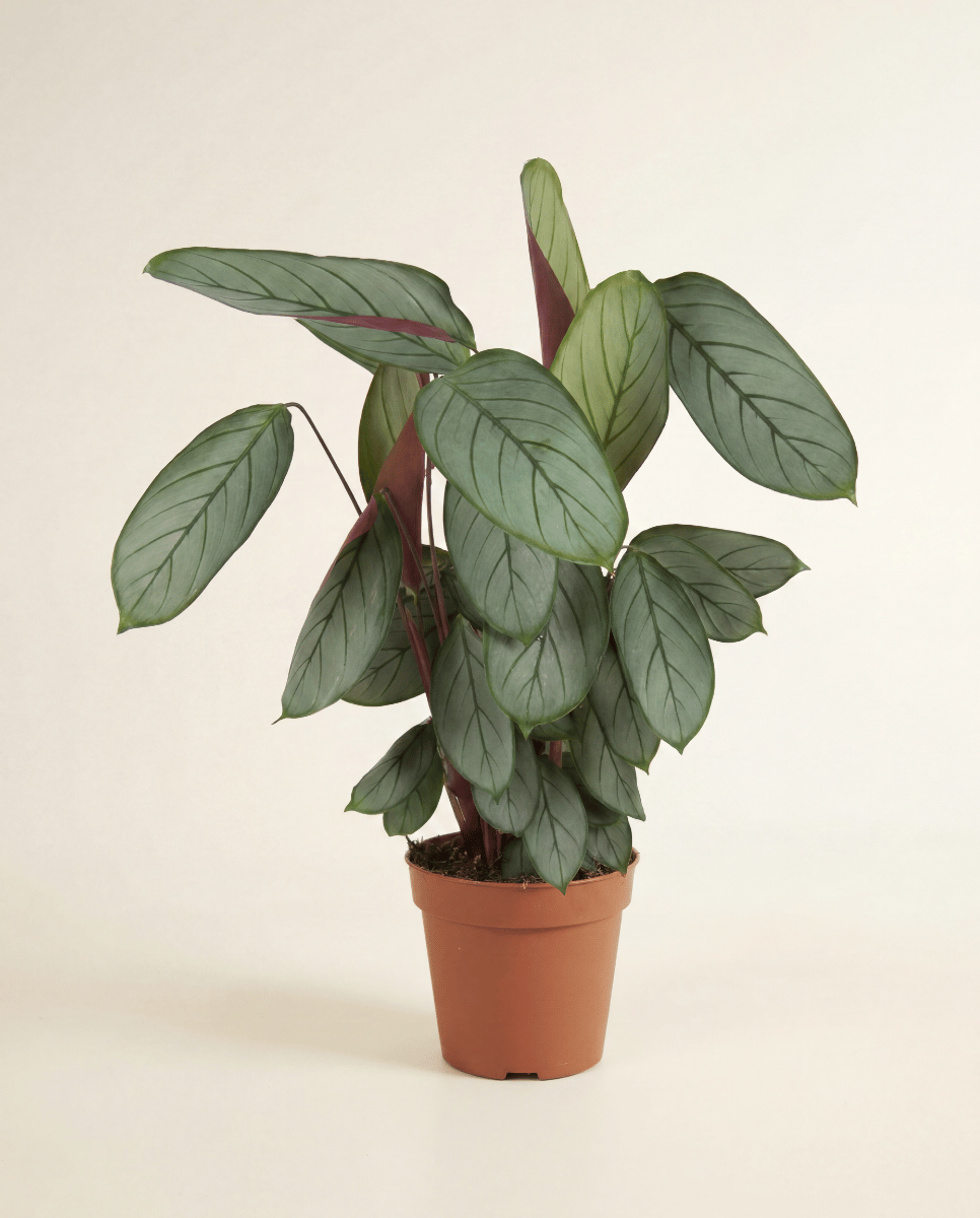 Calathea Korbmarante Silverstar