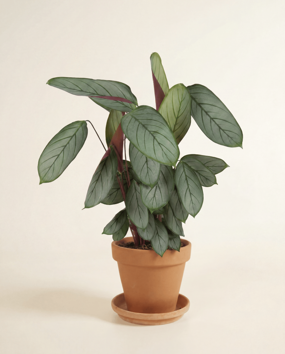 Calathea Korbmarante Silverstar