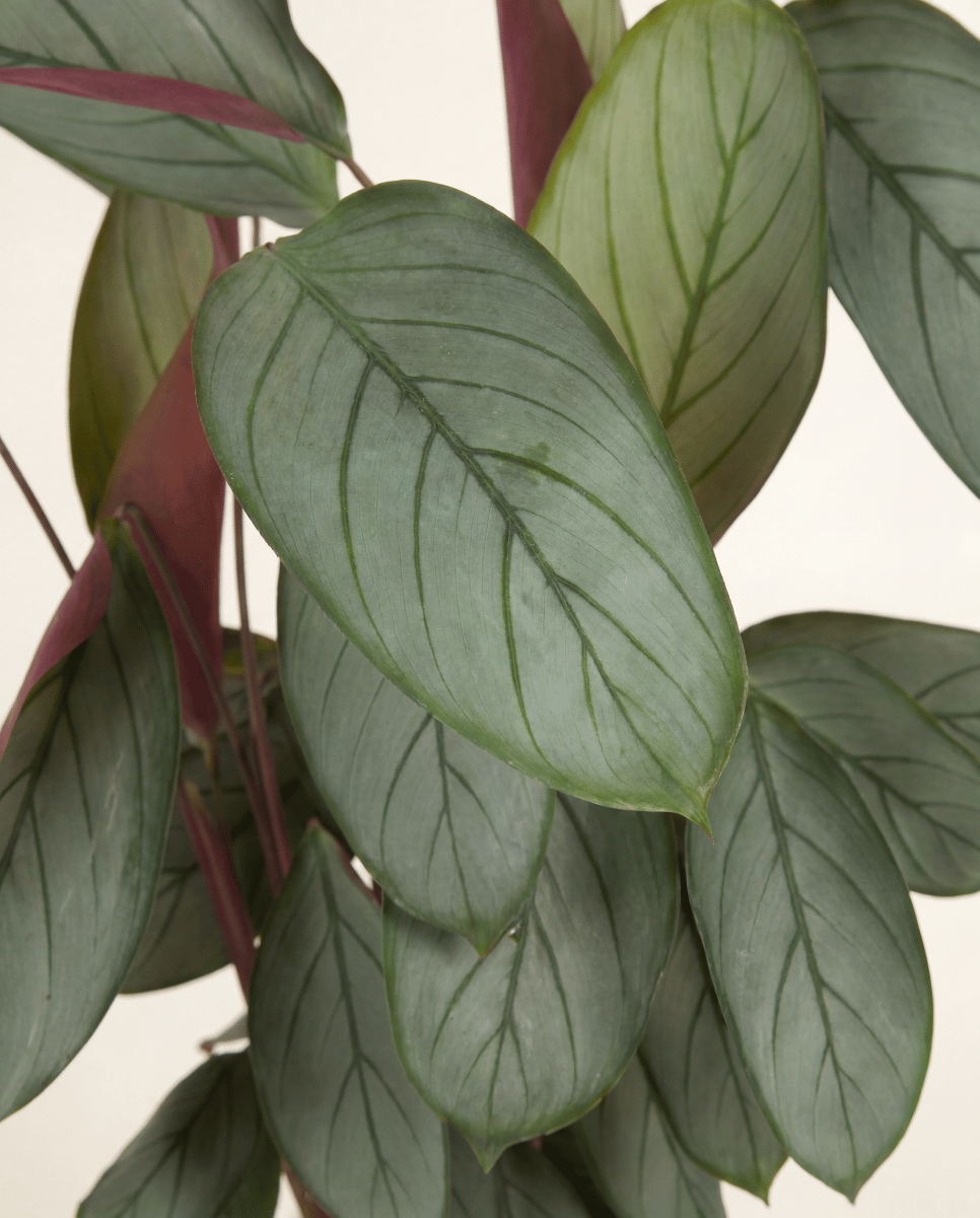Calathea Korbmarante Silverstar